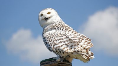 En vit uggla som sitter på trästolpe.