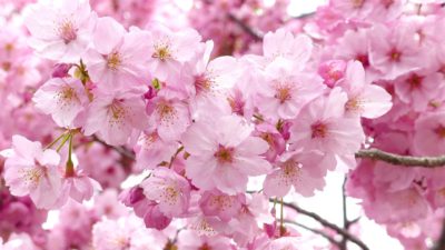 Rosa japanska körsbärsblommor i ett träd
