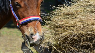 En häst äter hö.