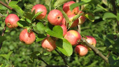 En trädgren fylld med fina äpplen i fint solljus.