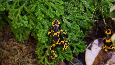 Bild på en groda som klättrar ute i naturen.