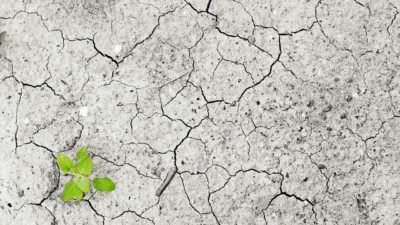 Mark som är så torr att den spricker. Det spirar en liten grön växt i en av sprickorna.