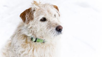 Arthur är en ganska rufsig hund med liggande öron. Han har snälla ögon och en gullig nos.
