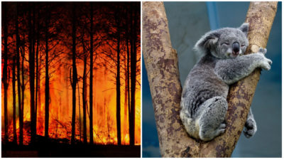 Koala och en brinnande skog