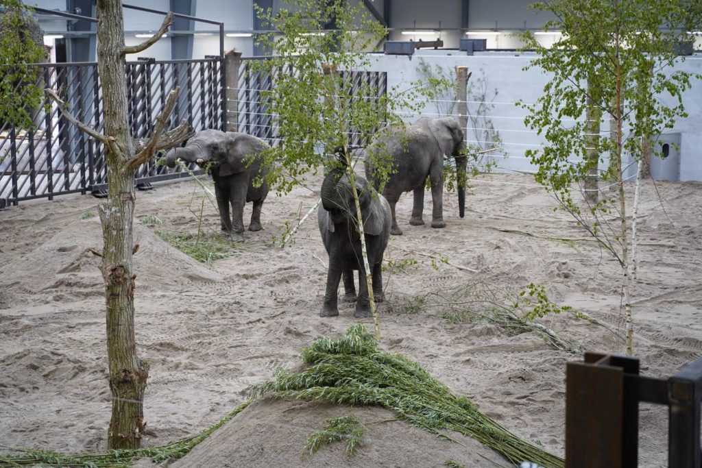 Tre elefanter som tidigare arbetat på cirkus