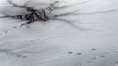 Novell: Den tunna isen.