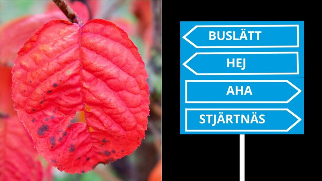 Collage på vägskyltar och höstlöv