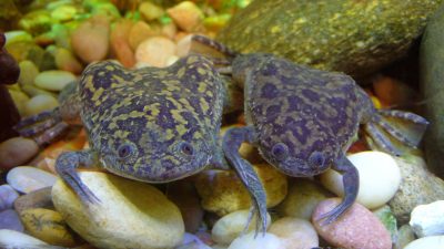 Två afrikanska klogrodor som kollar mot kameran.