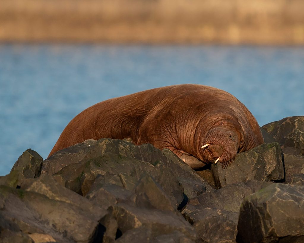 Valrossen Freya sover på stora stenar vid havet.